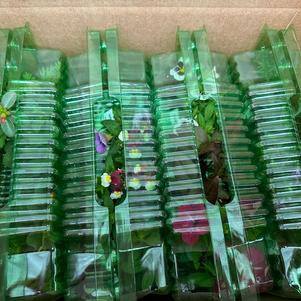 Breeder Sample Trial Box Program