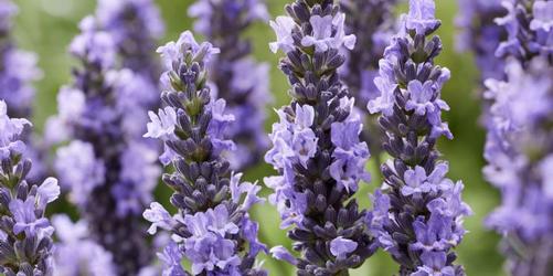 Lavender Sensational!® is Sensational!