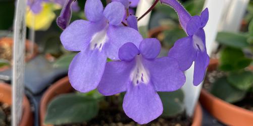 Meet African Violet's Cool Cousin – Streptocarpus Lady Slippers®