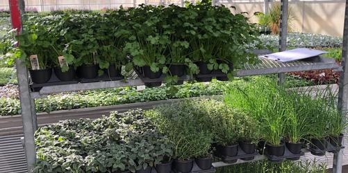 Cooking with Herbs