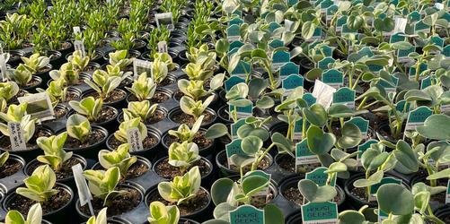 Top 10 Garden Garden Geeks Houseplants (House Geeks)