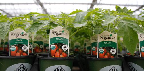 How to Start an Organic Vegetable Garden – The Beginner Edition