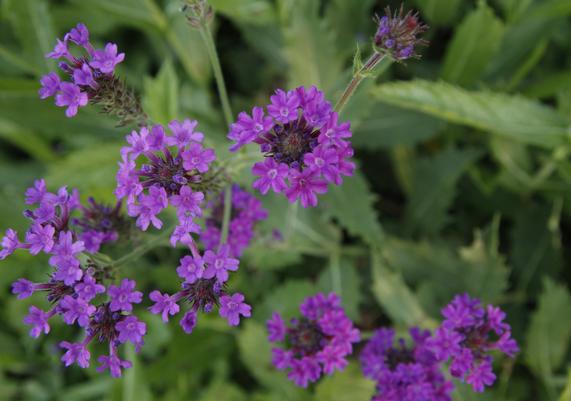 BeeLoved - Verbena