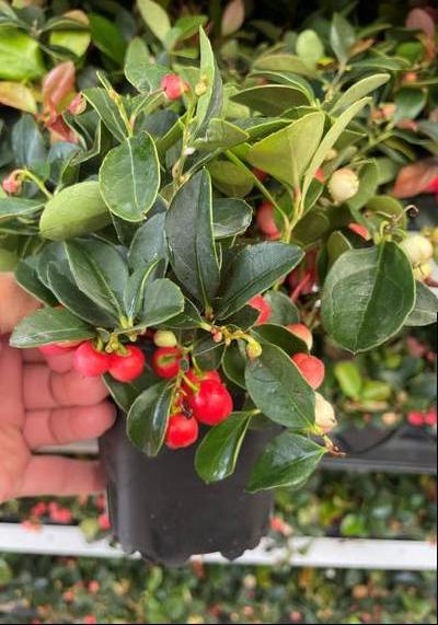 Winter Sizzle - Gaultheria