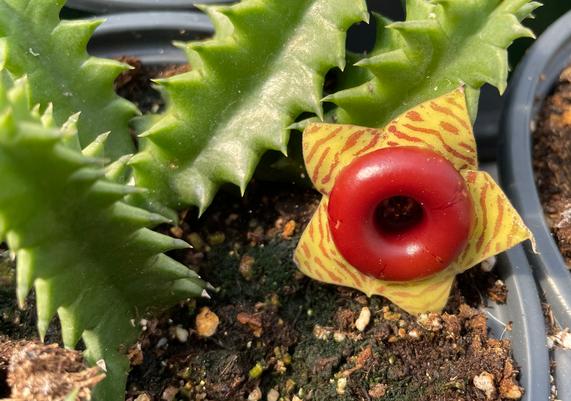 House Geeks™ - Huernia