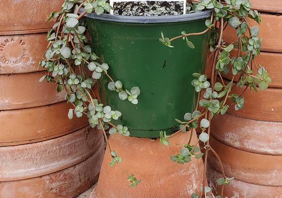 House Geeks™ - Pilea Aquamarine
