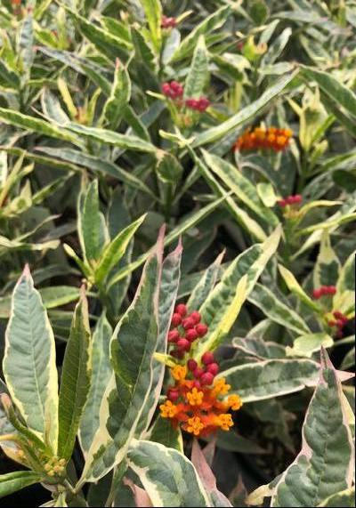 Garden Geeks™ - Monarch Banquet