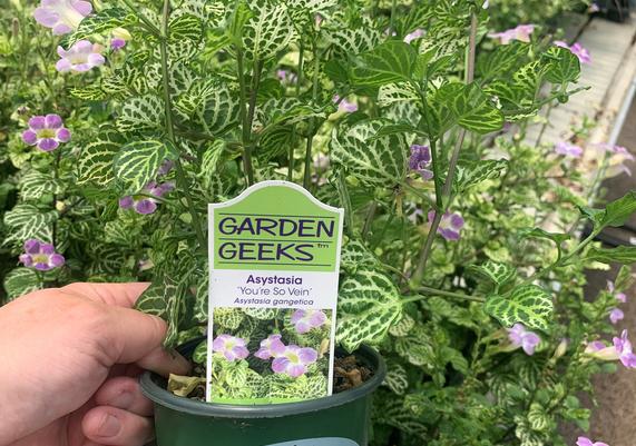 Garden Geeks™ - Asystasia