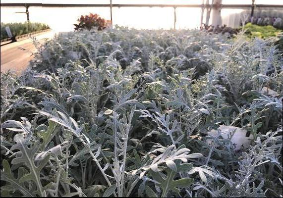 Garden Geeks™ - Centaurea