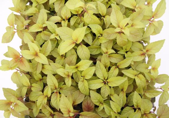 Garden Geeks™ - Autumnale