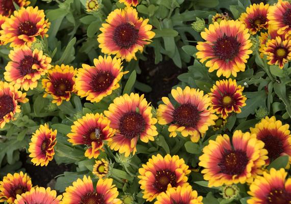 Garden Geeks™ - Gaillardia