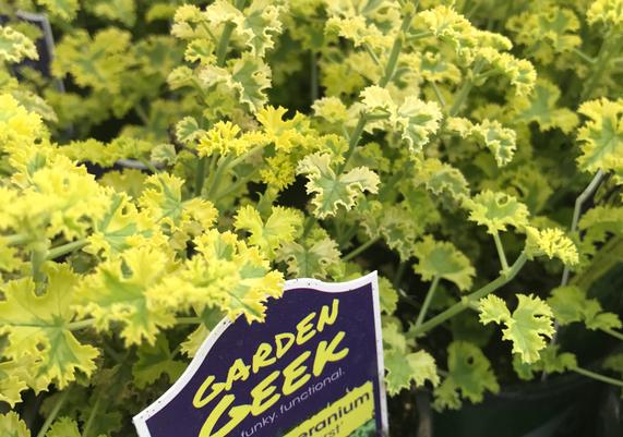 Garden Geeks™ - Cy's Sunburst