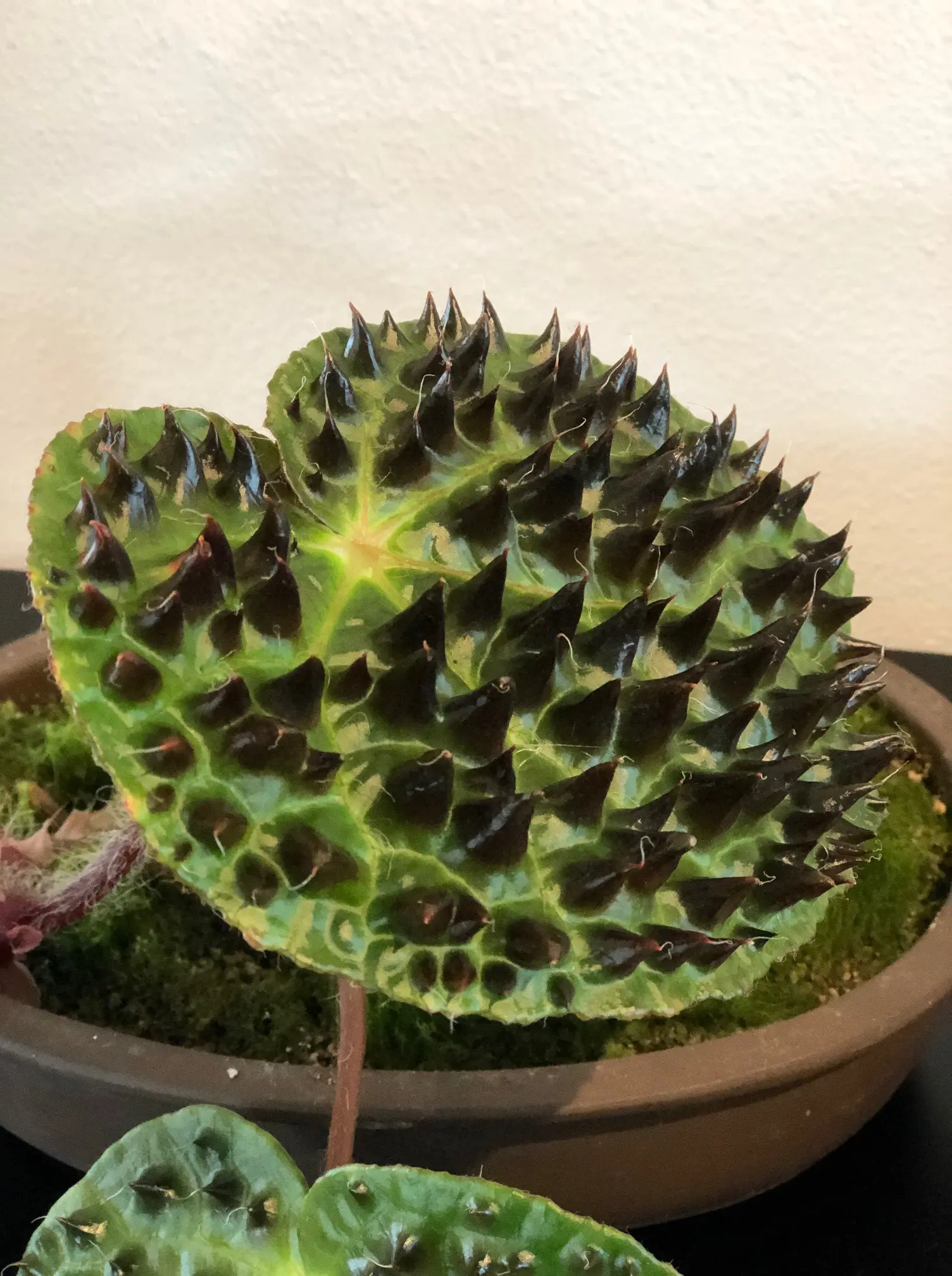 Little Prince of Oregon - Begonia ferox