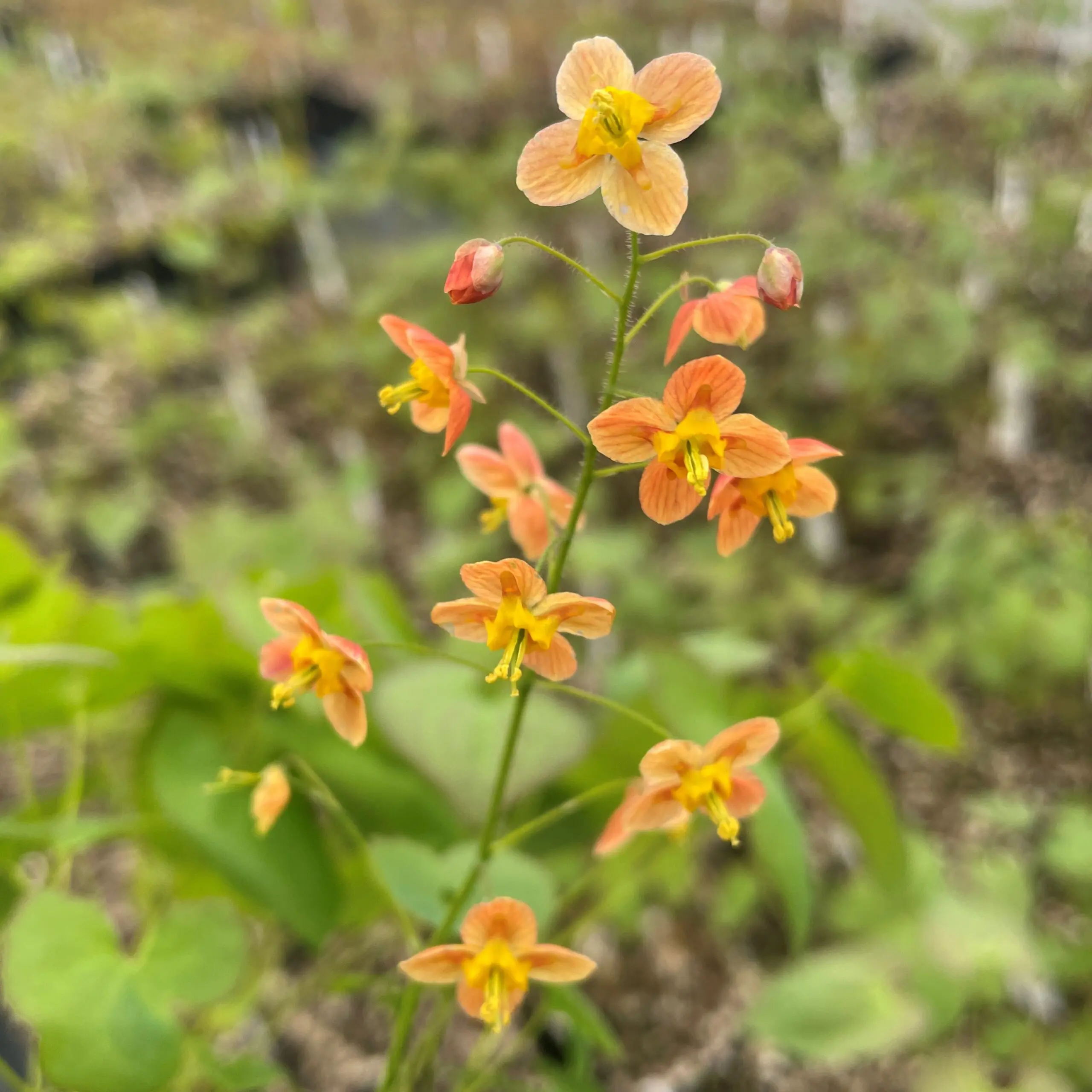 Little Prince of Oregon - Epimedium Ellen Willmott