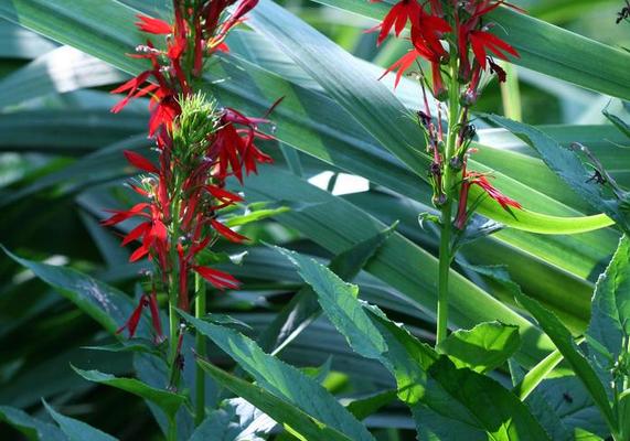 Native - Cardinal Flower