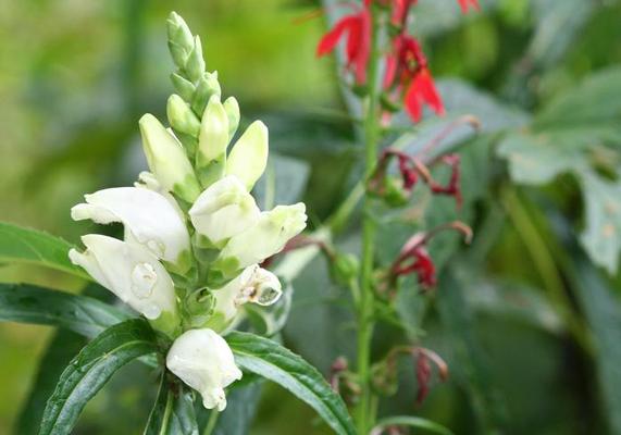 Native - Chelone Glabra