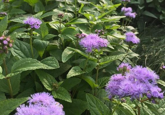 Natives - Conoclinium coelestinum