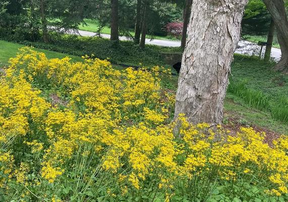Native - Packera Aurea