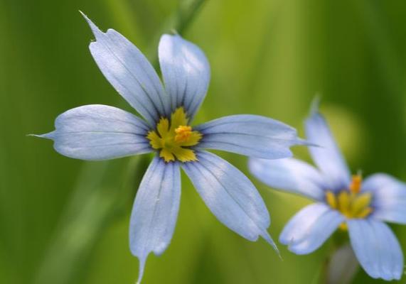 Native - Sisyrinchium angustifolium