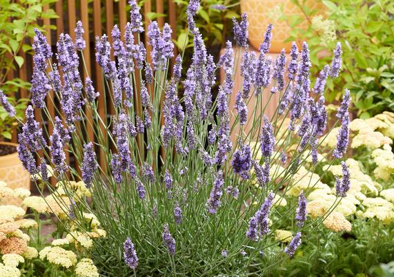 Lavender - Sensational