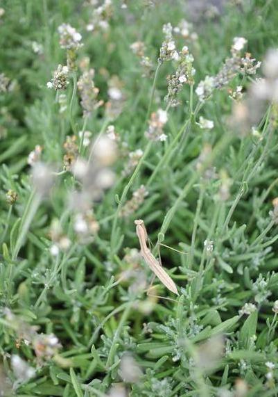 Lavender - Inspirational