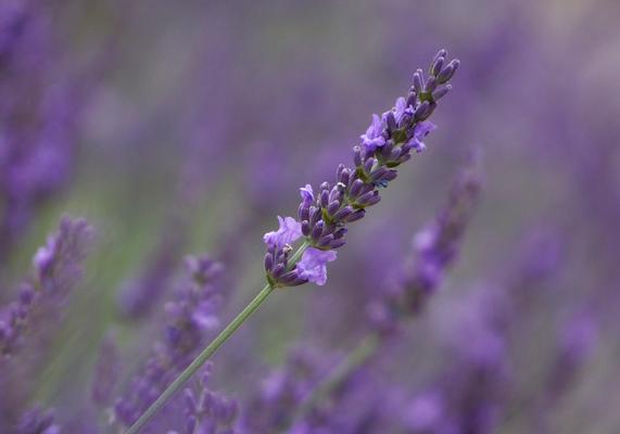 Lavender - Phenomenal 2
