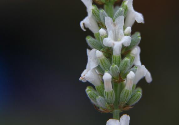 Lavender - Exceptional 2
