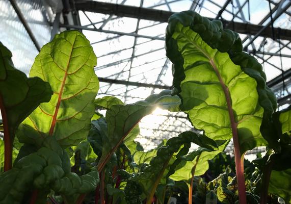 USDA - Swiss Chard