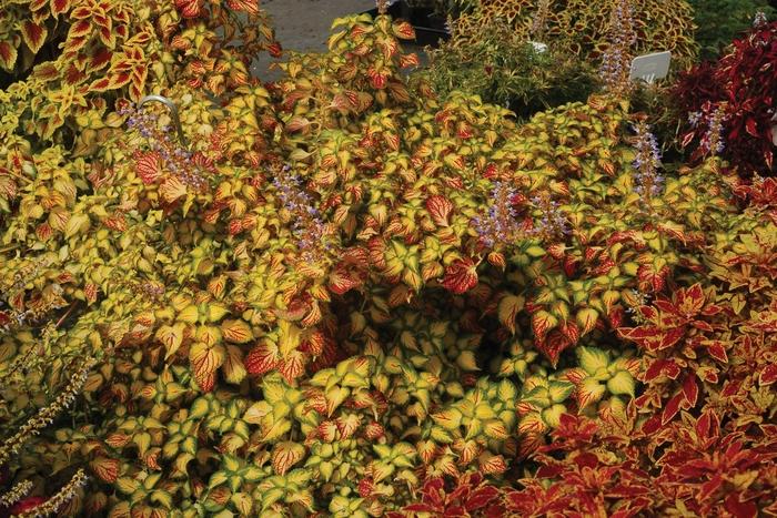 Coleus Electric Slide