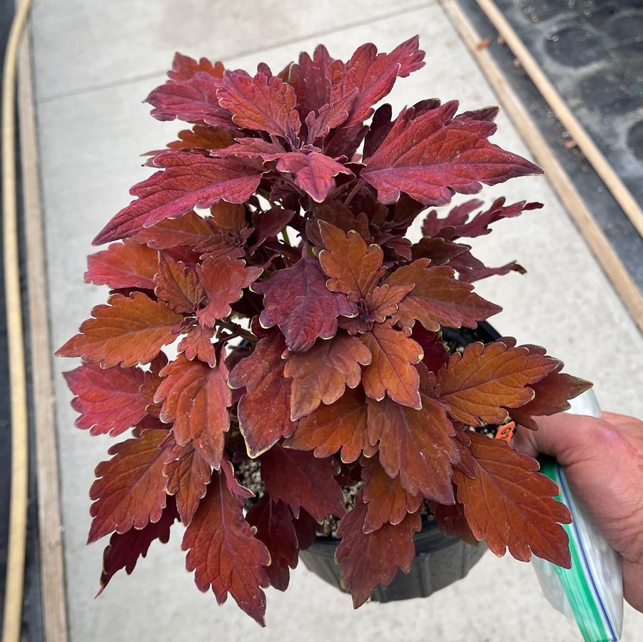 Coleus Flexi&trade; Cinnamon