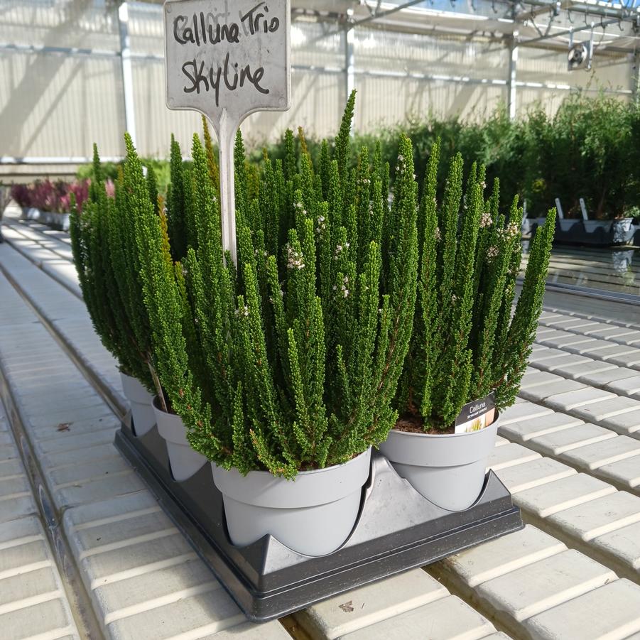 Calluna Skyline Trio