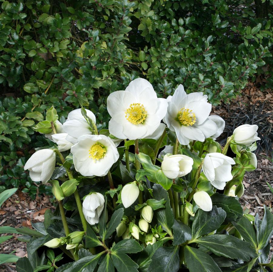 Hellebore HGC® Jasper