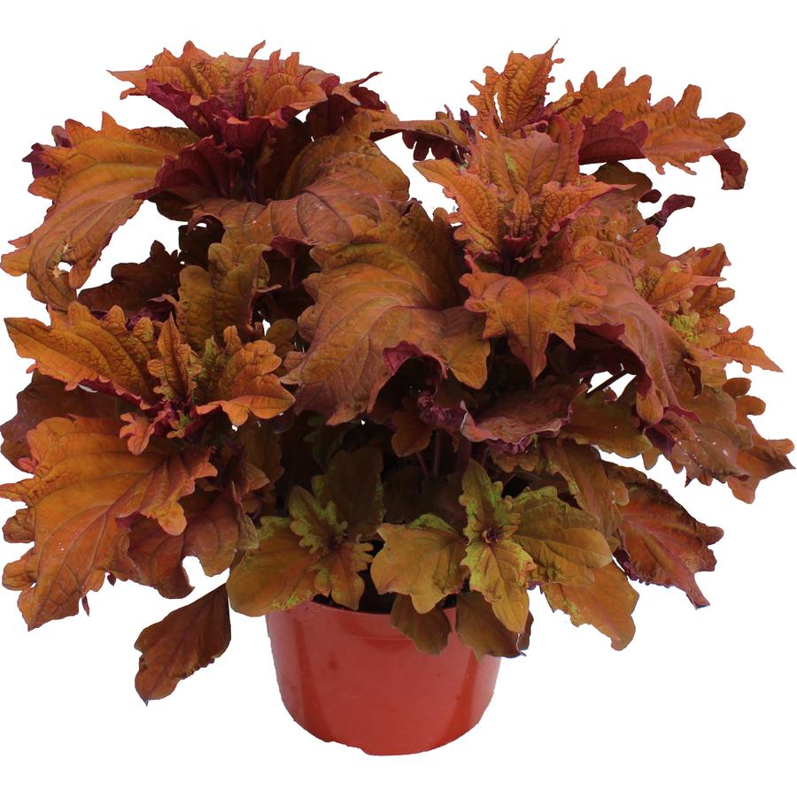 Coleus scutellarioides TerraScape™ Mohave Sunrise