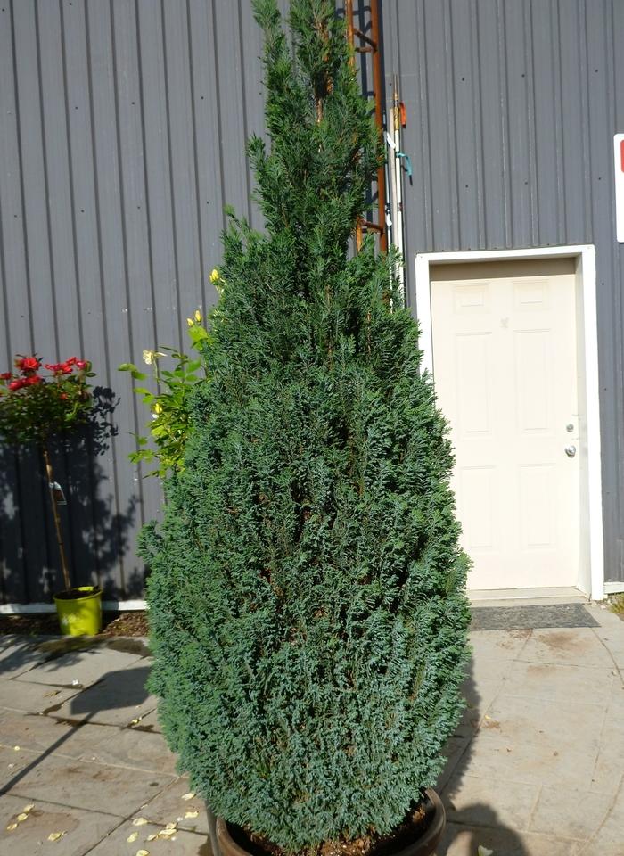 Chamaecyparis lawsoniana Ellwoodii
