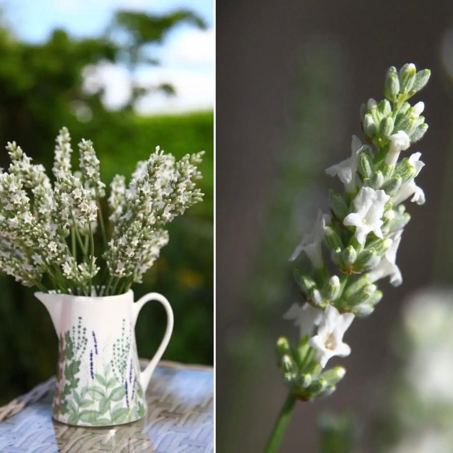 Lavandula x intermedia Exceptional!&trade;