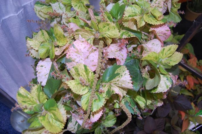 Acalypha wilkesiana Tiki Peach Whirl