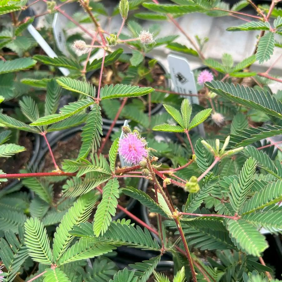 Mimosa pudica 