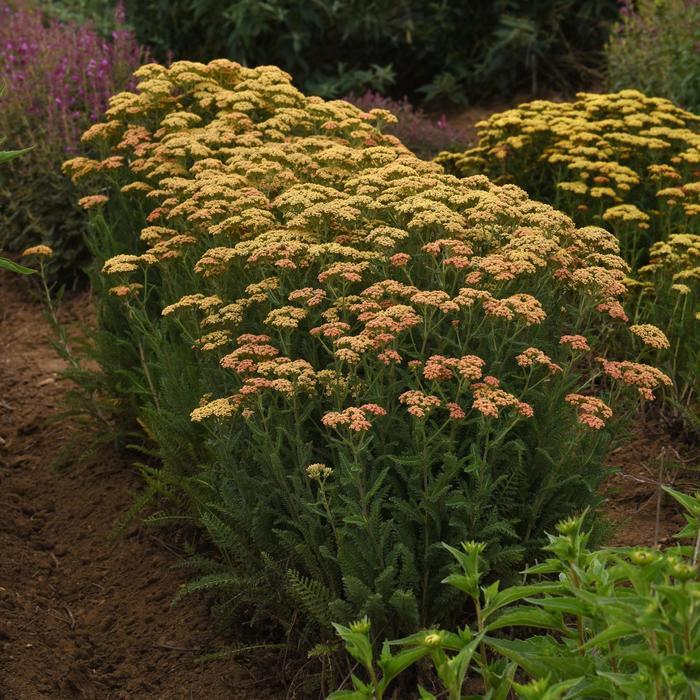Achillea millefolium New Vintage&trade; Terracotta