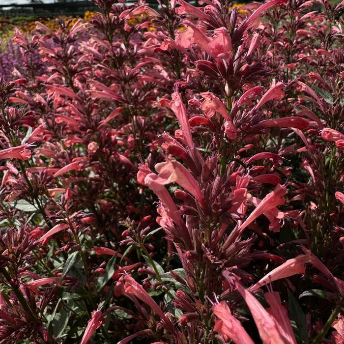 Agastache mexicana Summerlong&trade; Coral