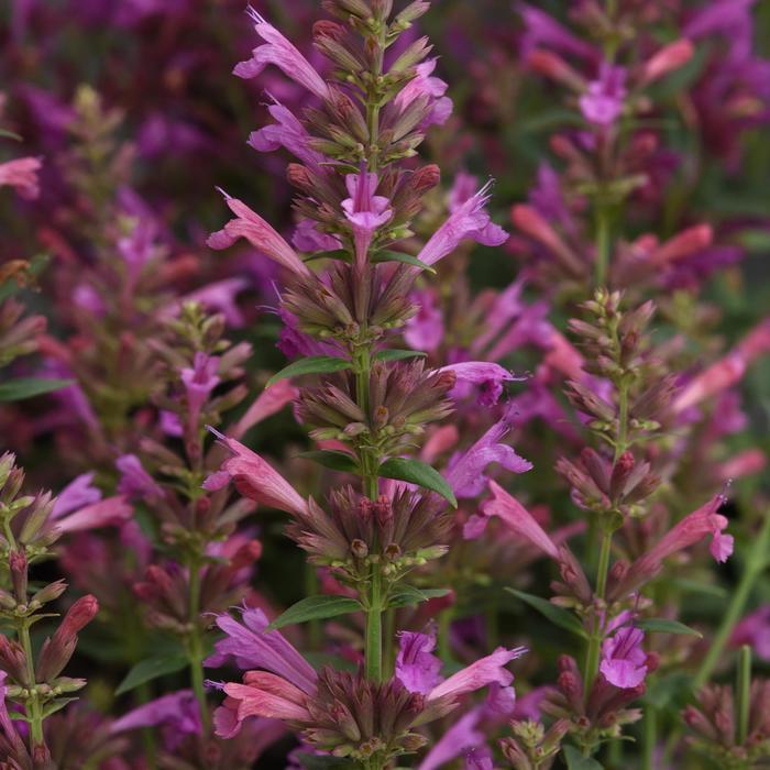 Agastache mexicana Summerlong&trade; Magenta