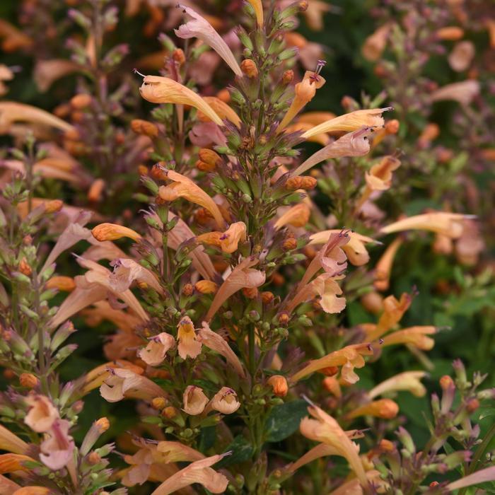 Agastache mexicana Summerlong&trade; Peach