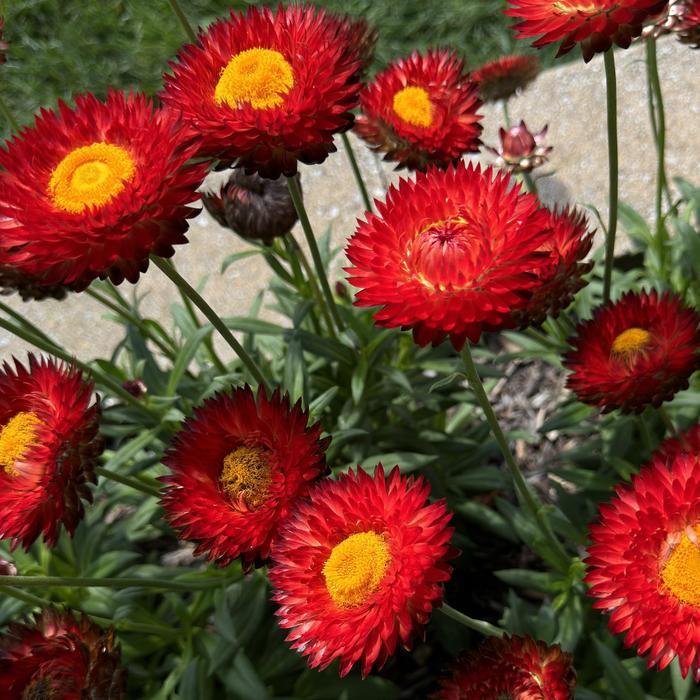 Bracteantha bracteata Granvia Crimson Sun