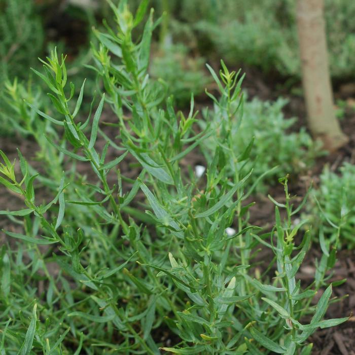 Artemisia dracunculus Sativa