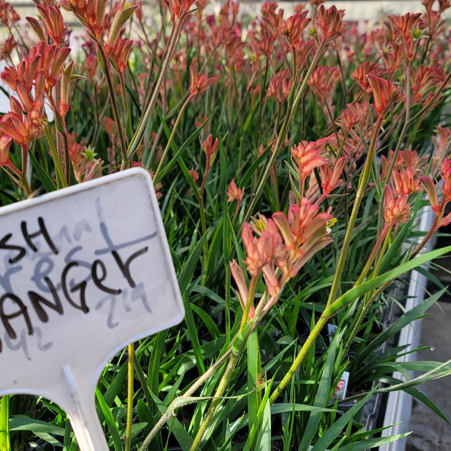 Anigozanthos Bush Ranger