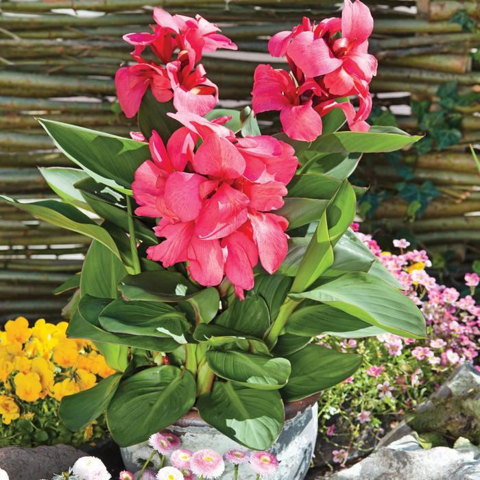 Canna x generalis Cannova&reg; Dark Rose Bud