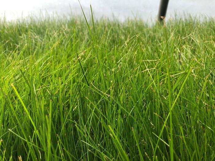 Carex appalachica 