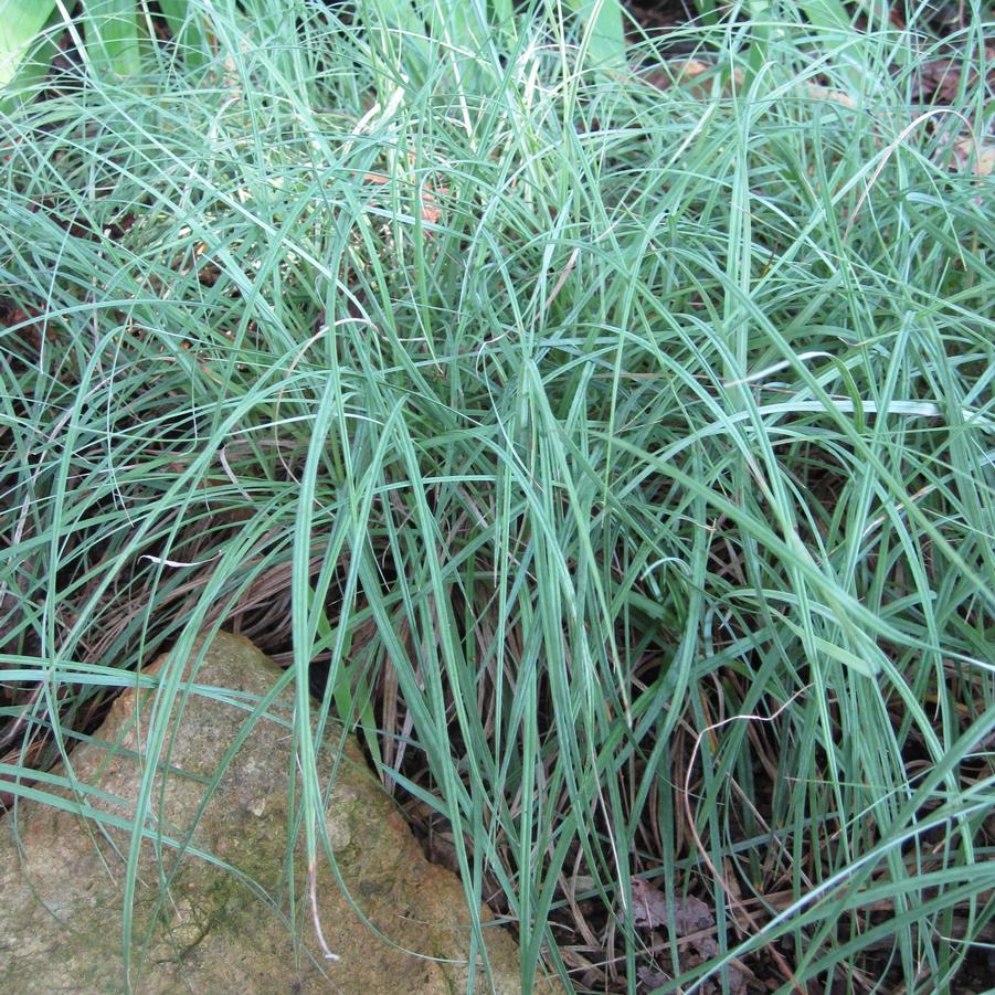 Carex glauca Blue Zinger