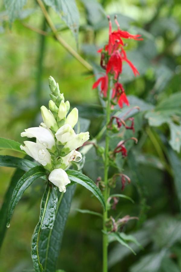 Chelone glabra 