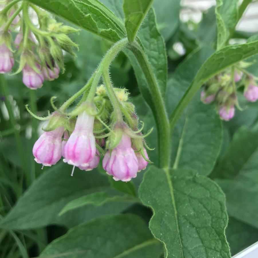 Symphytum officinale 
