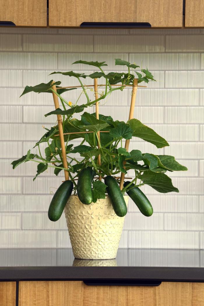 Cucumis sativus Kitchen Minis Quick Snack